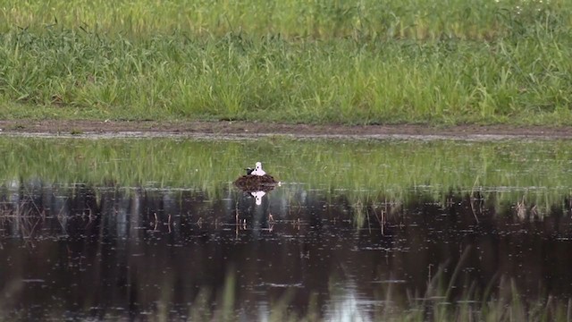 Pied Stilt - ML384846741