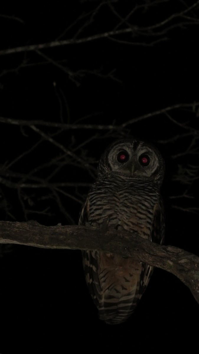Chaco Owl - ML384847301