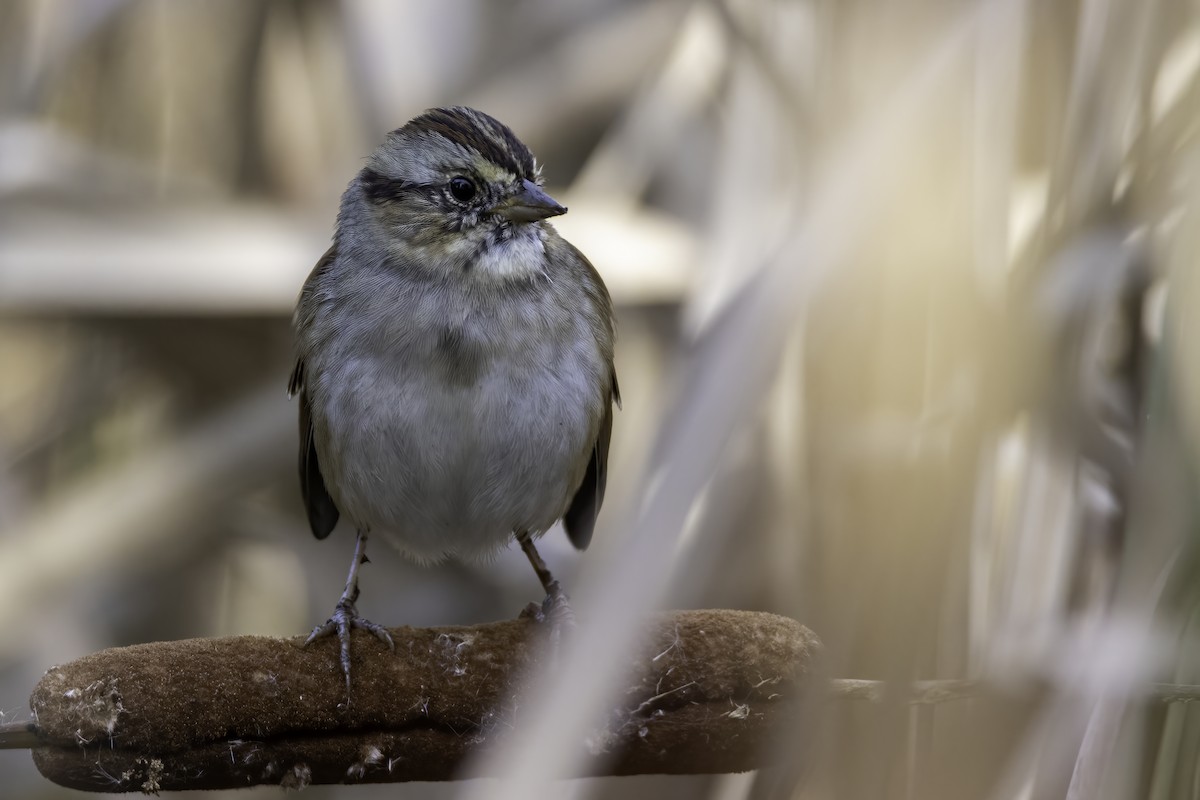 Swamp Sparrow - ML384847481