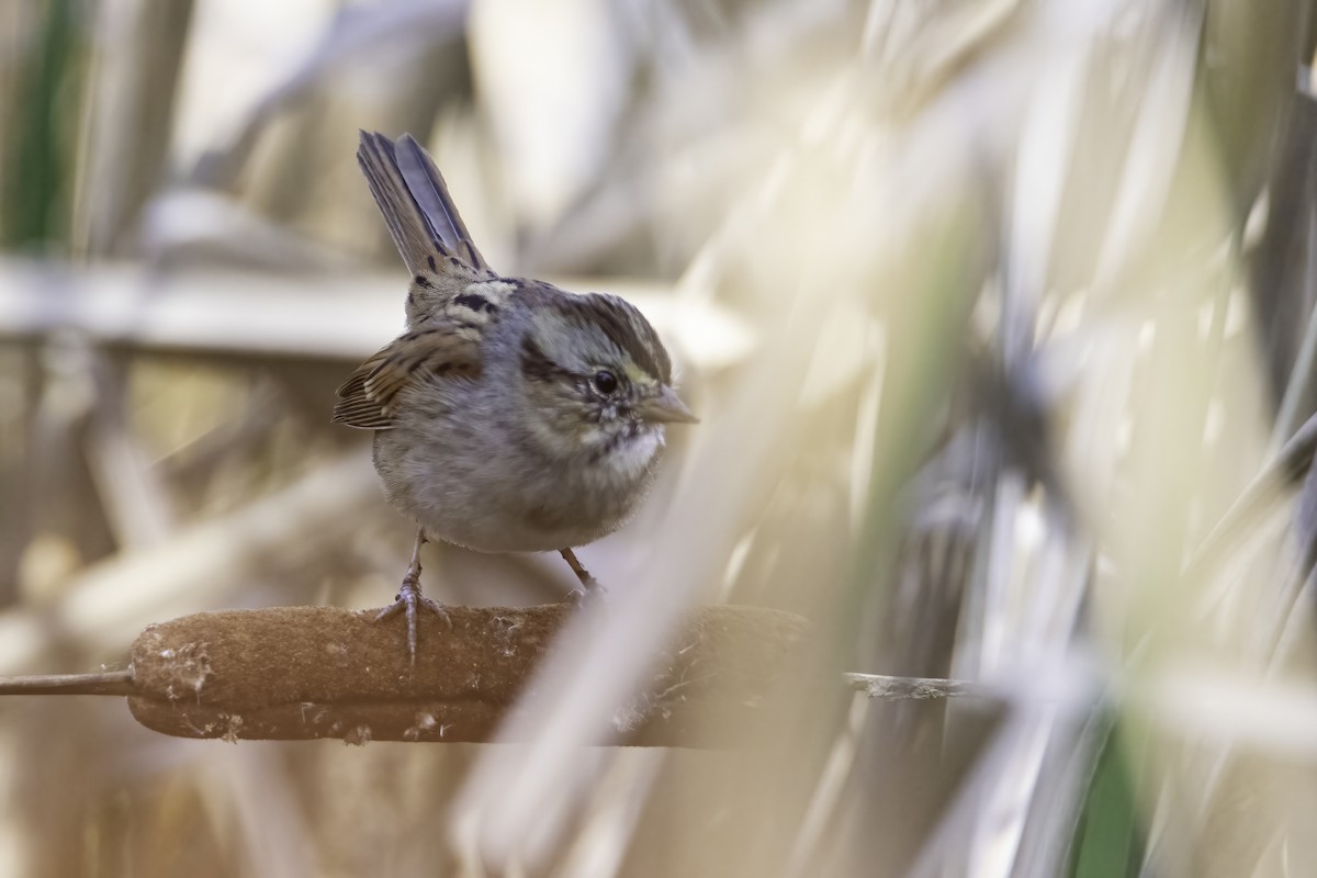 Swamp Sparrow - ML384847511