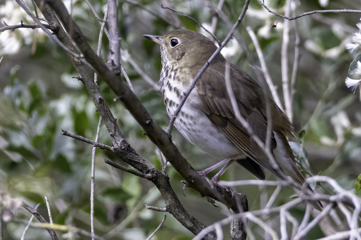 קיכלי חלוד-זנב - ML384847711