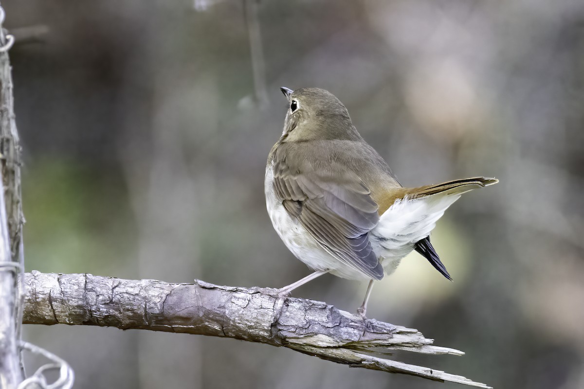 Hermit Thrush - ML384847721