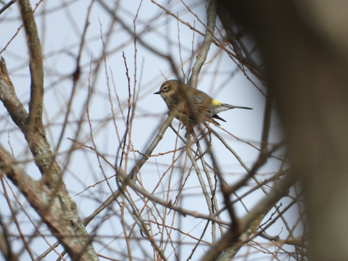 Yellow-rumped Warbler (Myrtle) - ML384848221