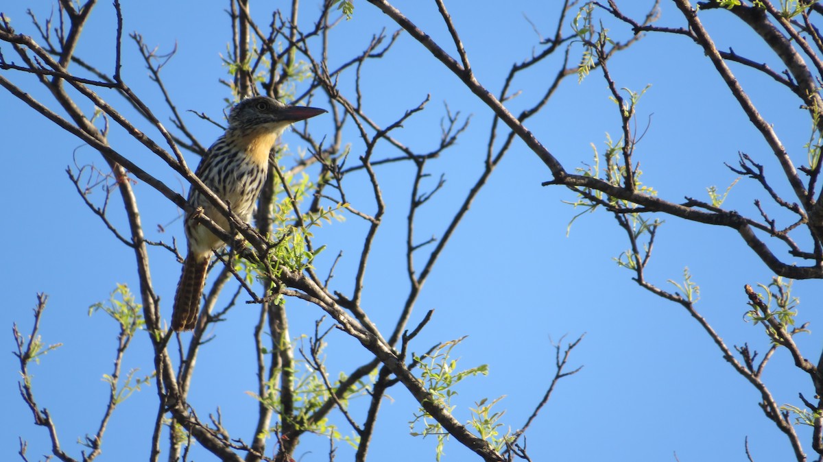 Spot-backed Puffbird - Francisco González Táboas