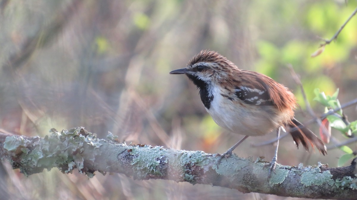 Stripe-backed Antbird - ML384850791