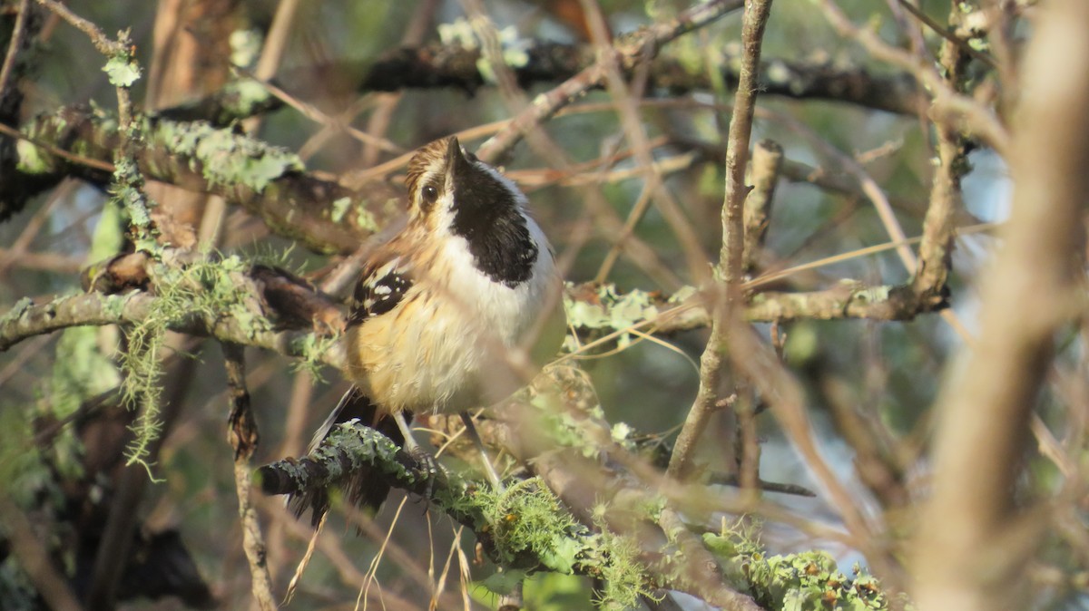 Stripe-backed Antbird - ML384850861