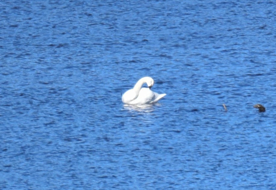 Tundra Swan - ML384850911