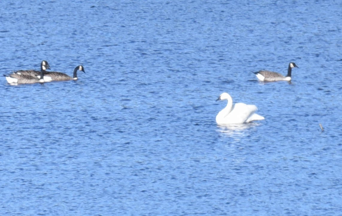 Tundra Swan - ML384850921