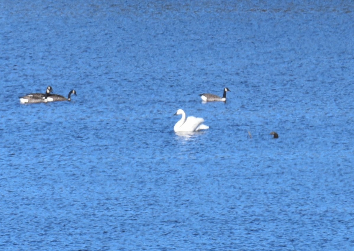 Tundra Swan - ML384850931