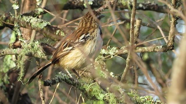 Stripe-backed Antbird - ML384851111