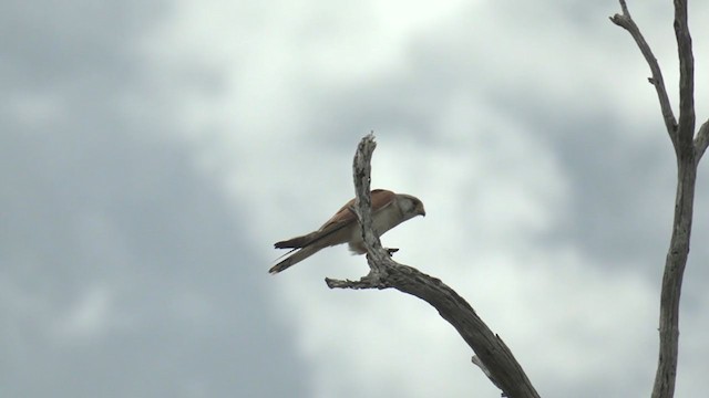 Nankeen Kestrel - ML384851611