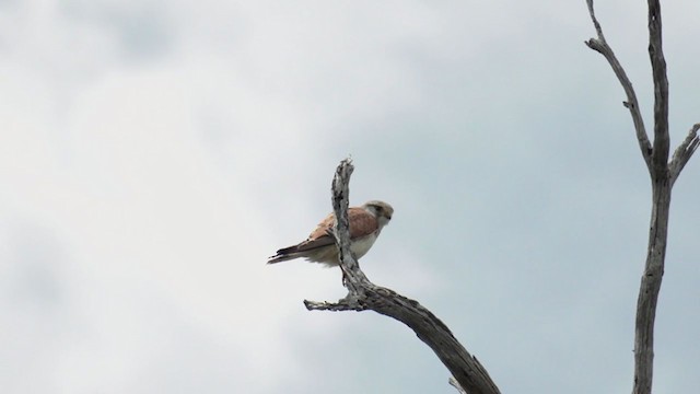 Nankeen Kestrel - ML384851781