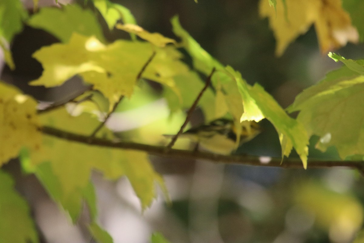 Black-throated Green Warbler - ML384852911