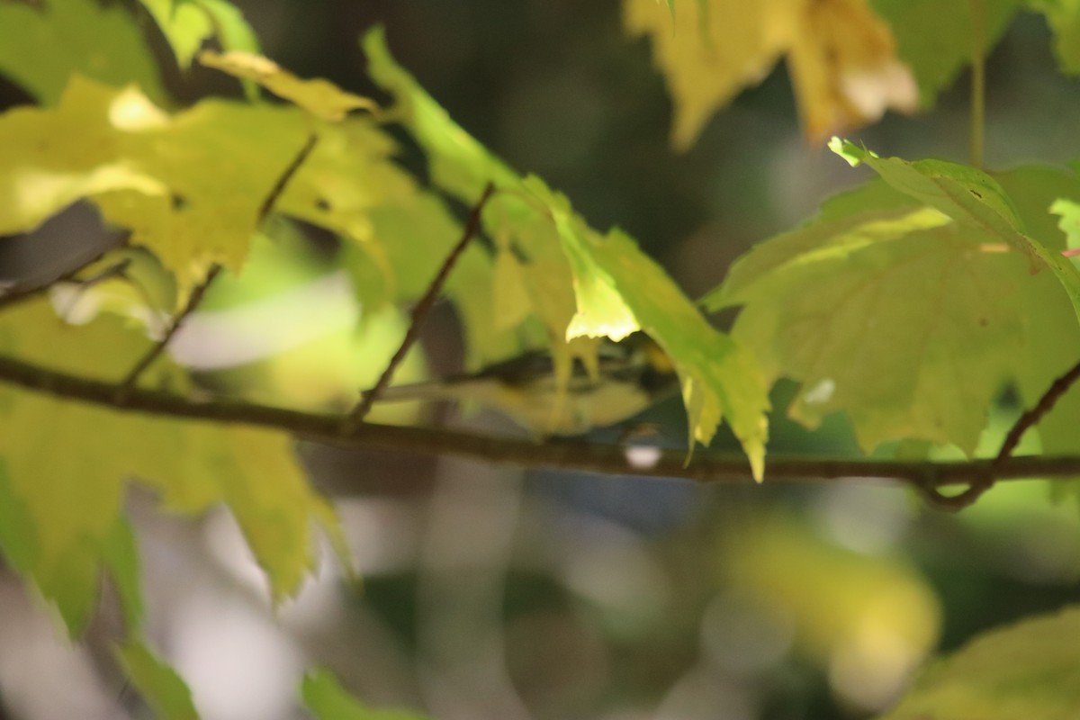 Black-throated Green Warbler - ML384853141