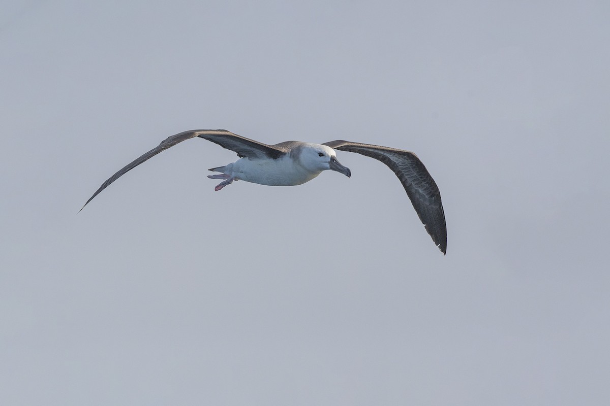 Albatros à sourcils noirs - ML384855281
