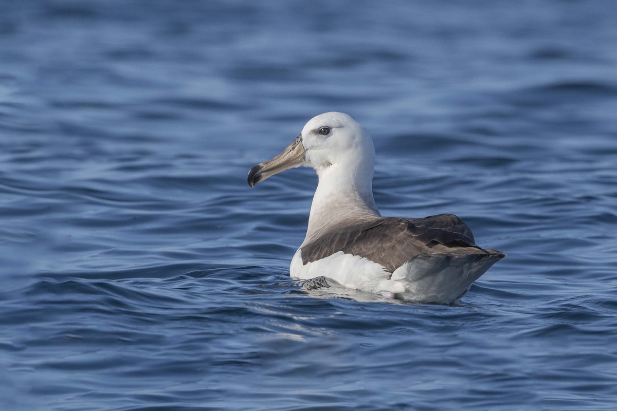 Schwarzbrauenalbatros - ML384855291