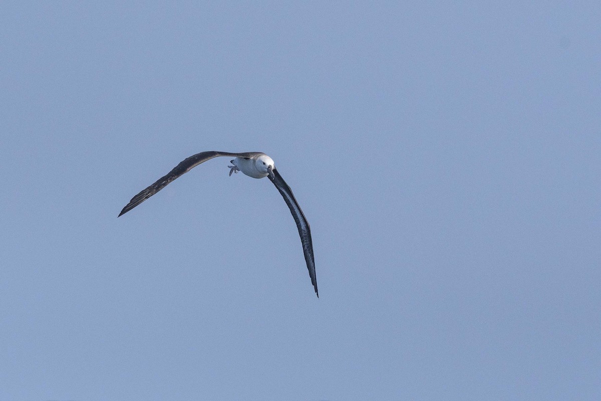 Albatros à sourcils noirs - ML384855301