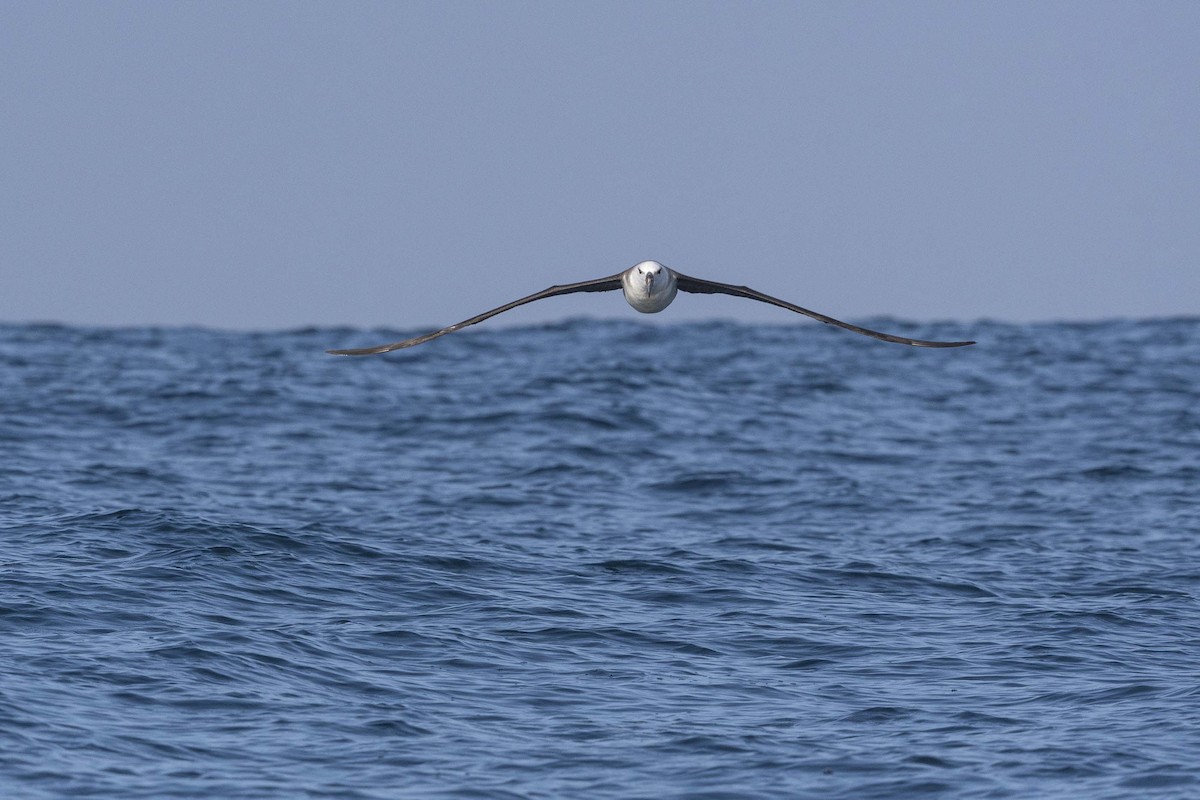 Чернобровый альбатрос - ML384855311