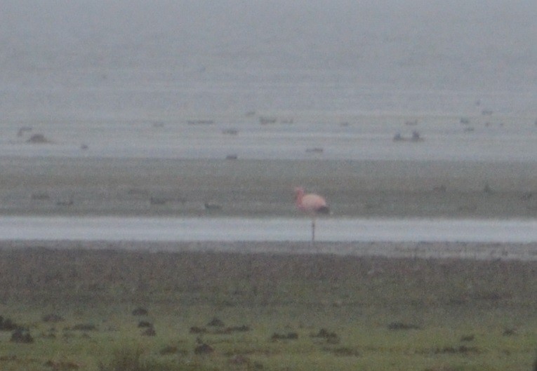 Andean Flamingo - ML384856971