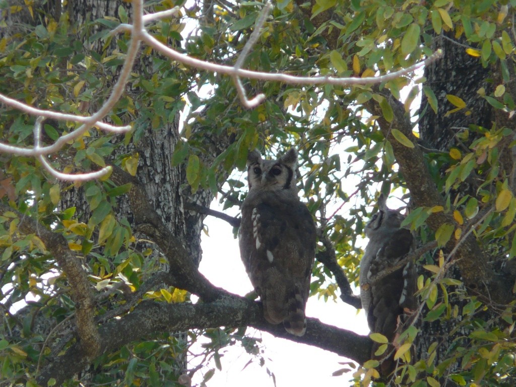 Verreaux's Eagle-Owl - Simon Mitchell