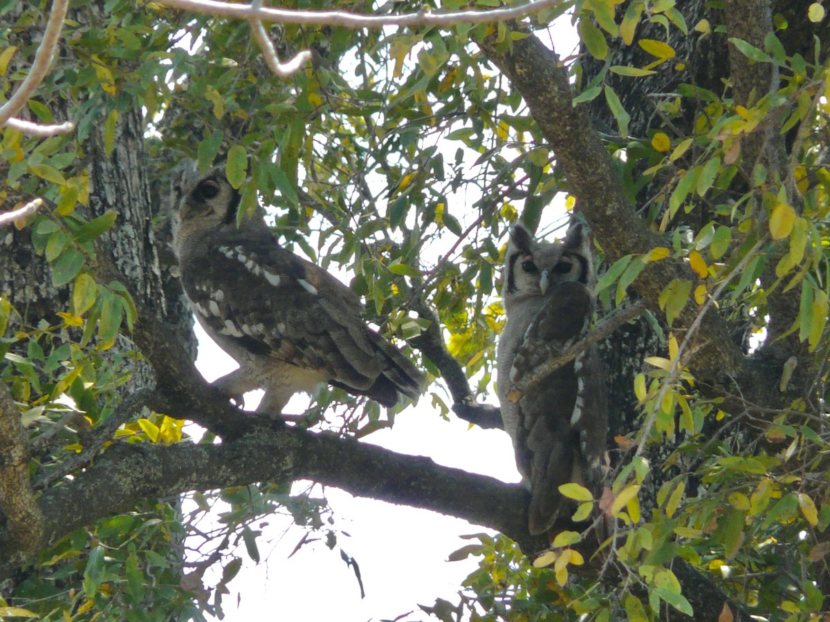 Verreaux's Eagle-Owl - Simon Mitchell