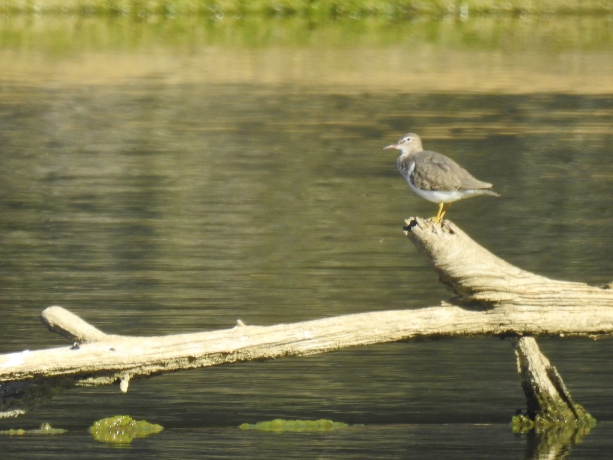 Spotted Sandpiper - ML384860671