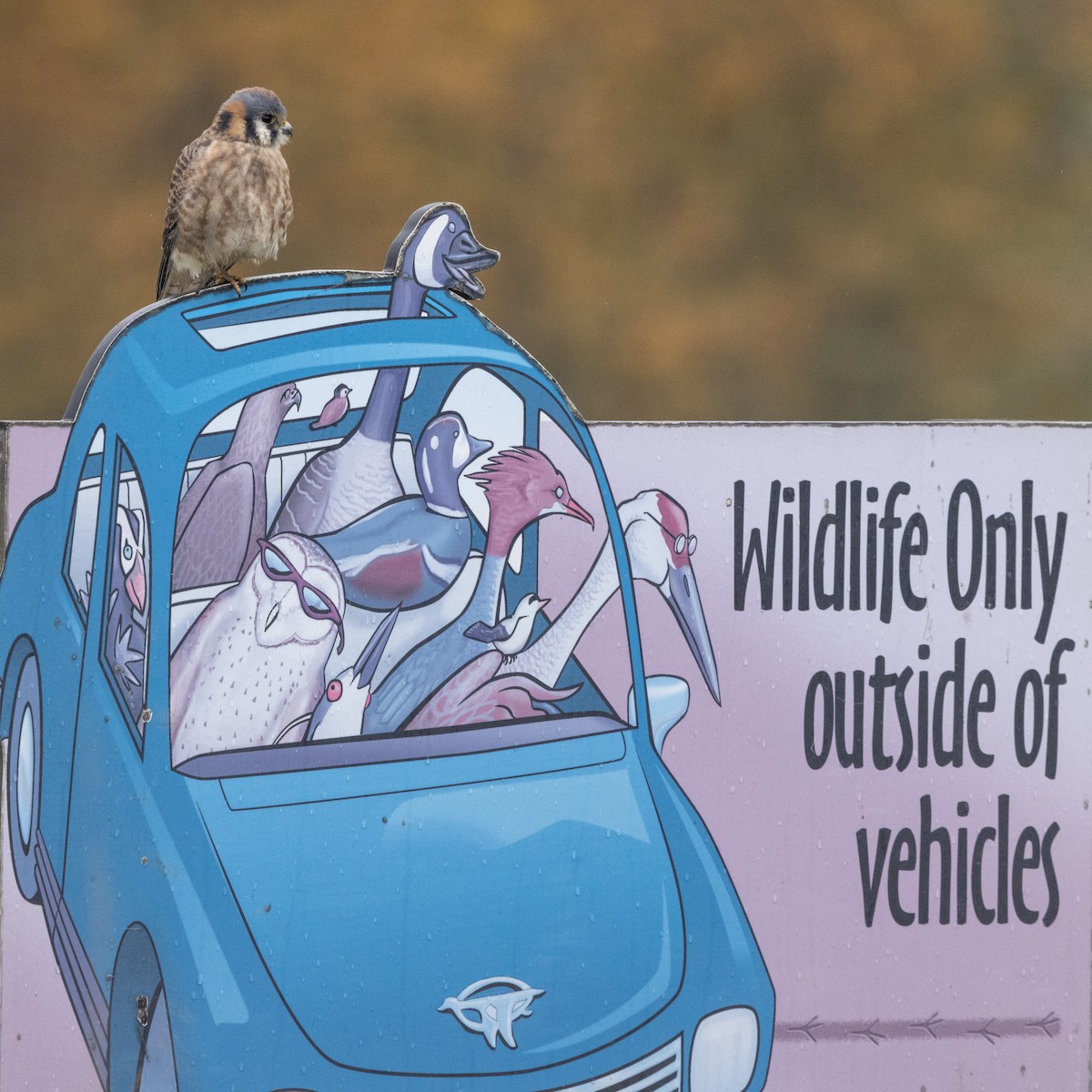 American Kestrel - Seymore Gulls