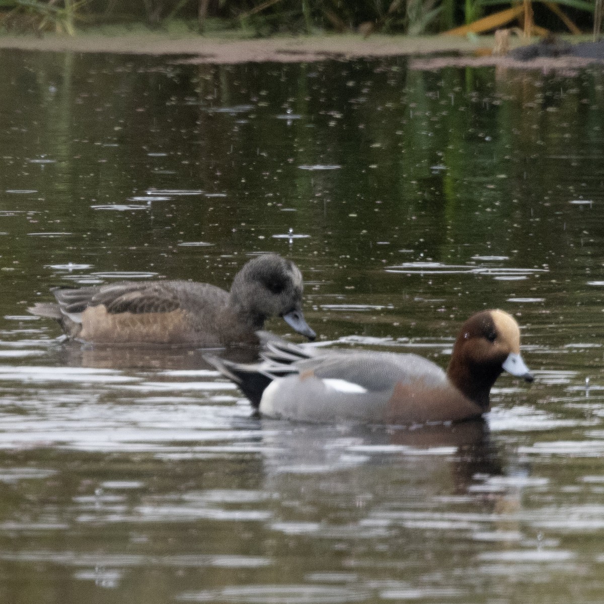 Eurasian Wigeon - Seymore Gulls