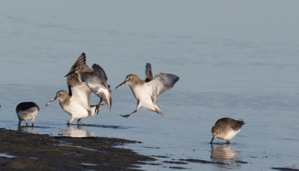 Dunlin - ML384862941