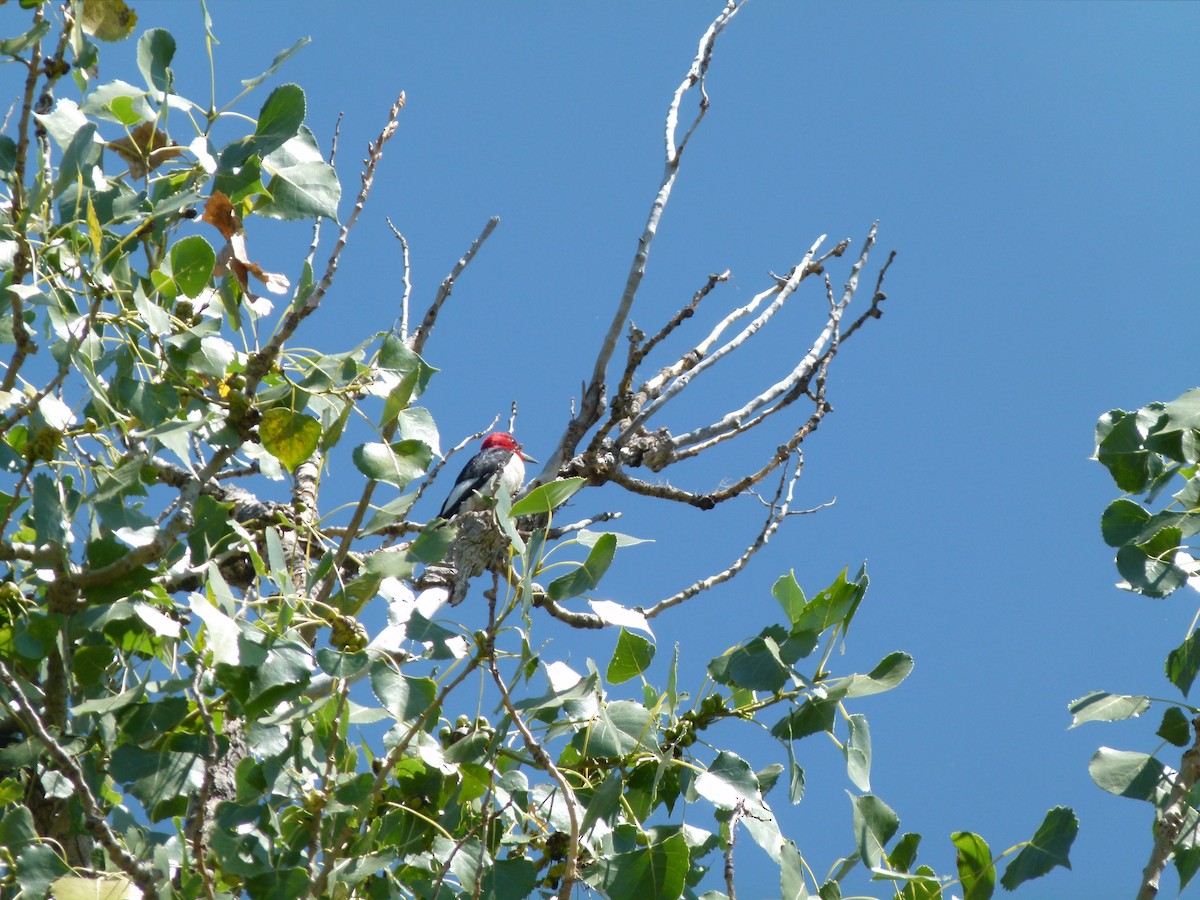 Red-headed Woodpecker - ML38486391