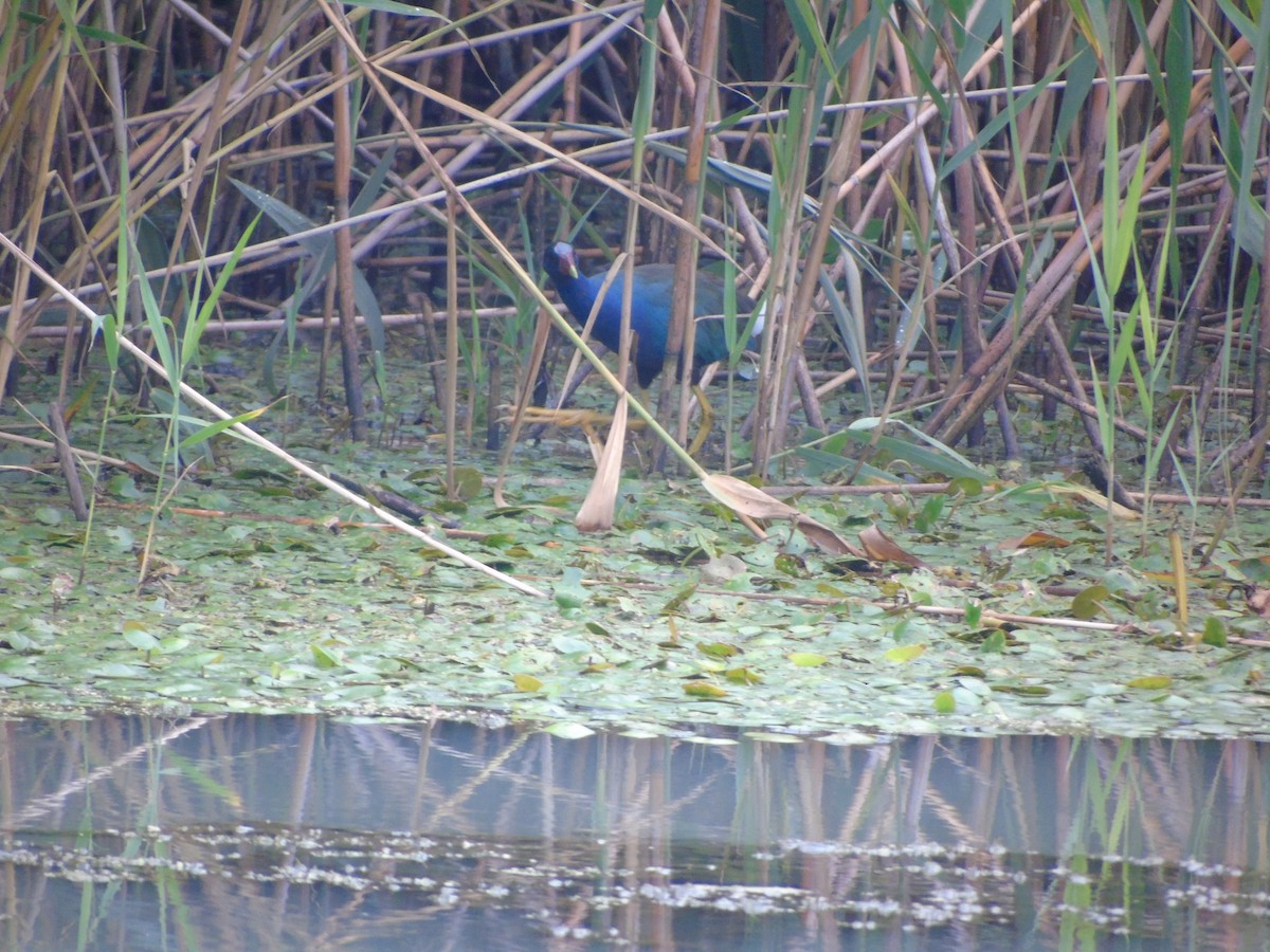 Purple Gallinule - ML384864081