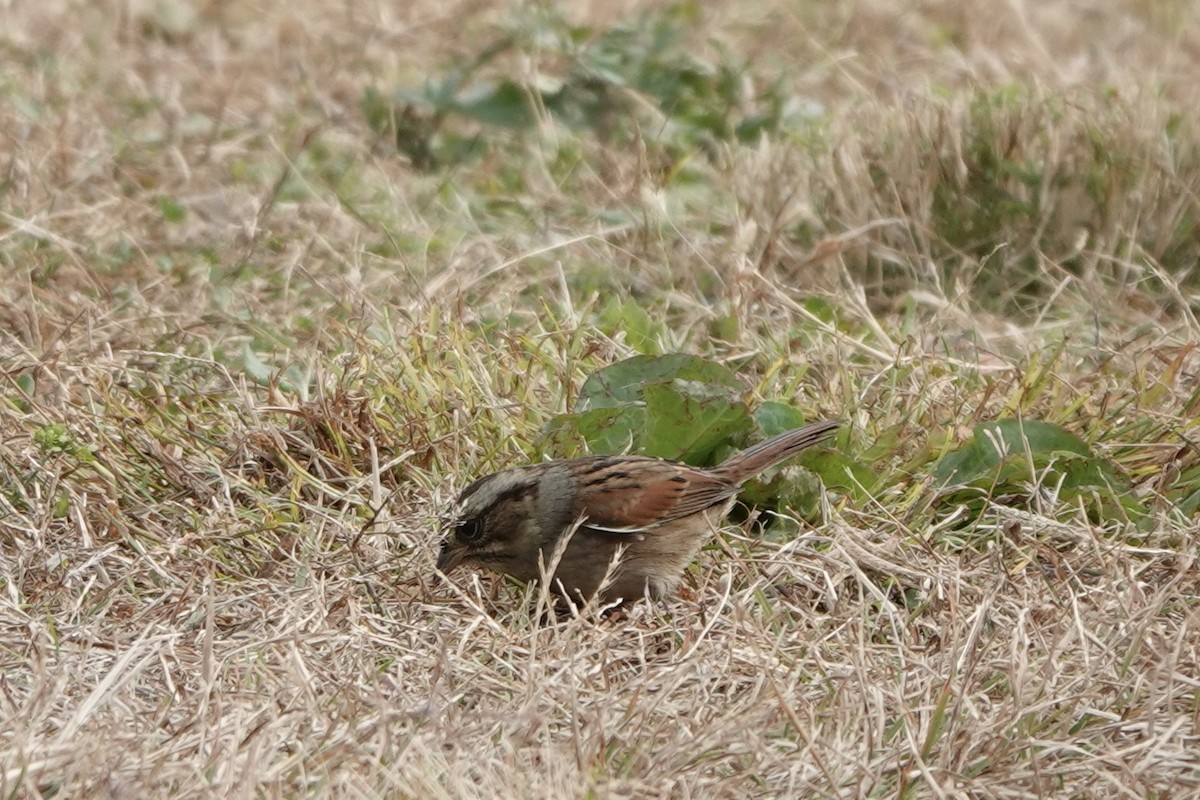 Swamp Sparrow - ML384864521
