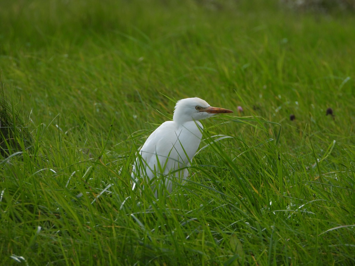 Western Cattle-Egret - Marcie  Jacklin