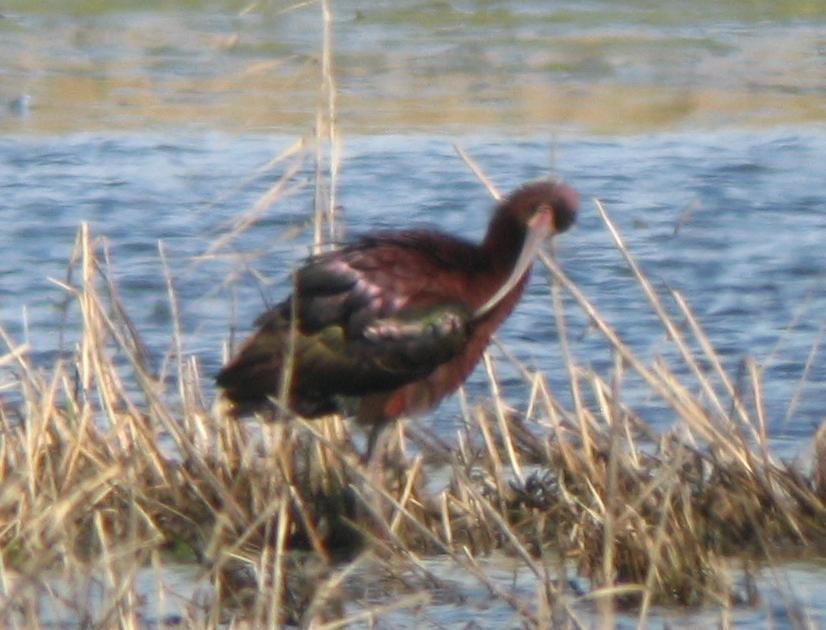 hvitgrimeibis - ML384865091