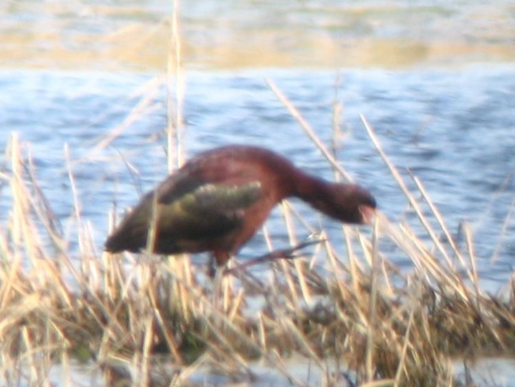 hvitgrimeibis - ML384865101