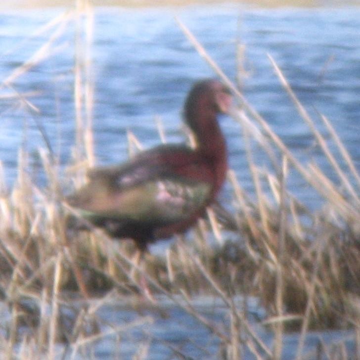 hvitgrimeibis - ML384865111