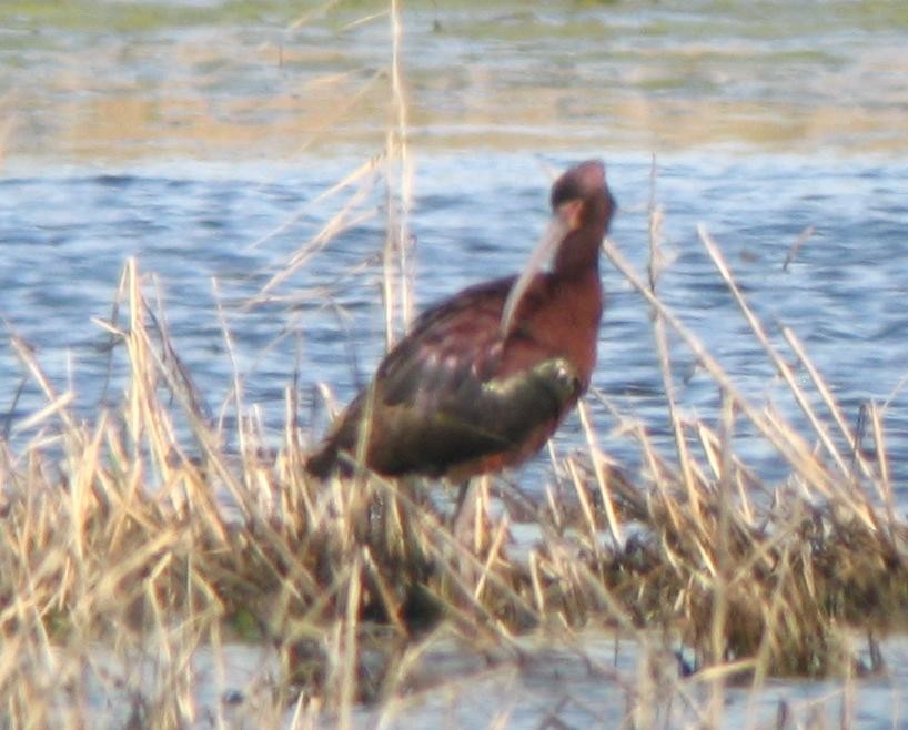 hvitgrimeibis - ML384865121