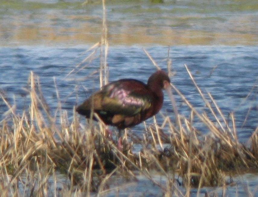 hvitgrimeibis - ML384865131