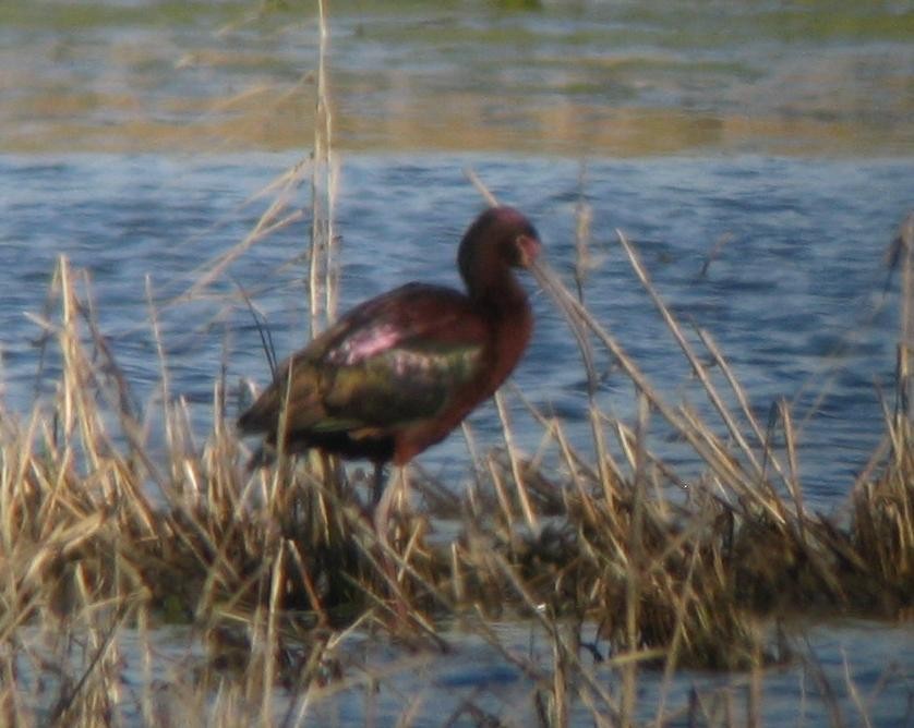 hvitgrimeibis - ML384865141