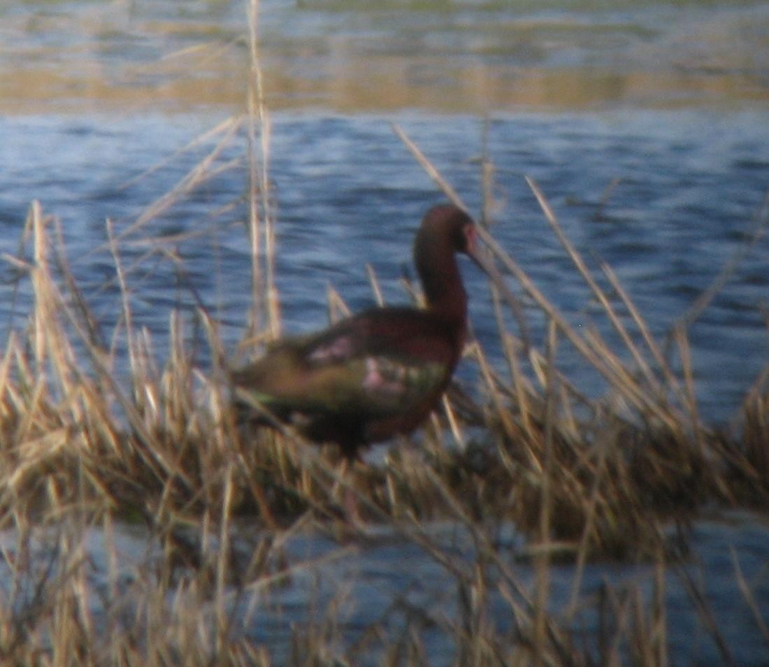 hvitgrimeibis - ML384865151