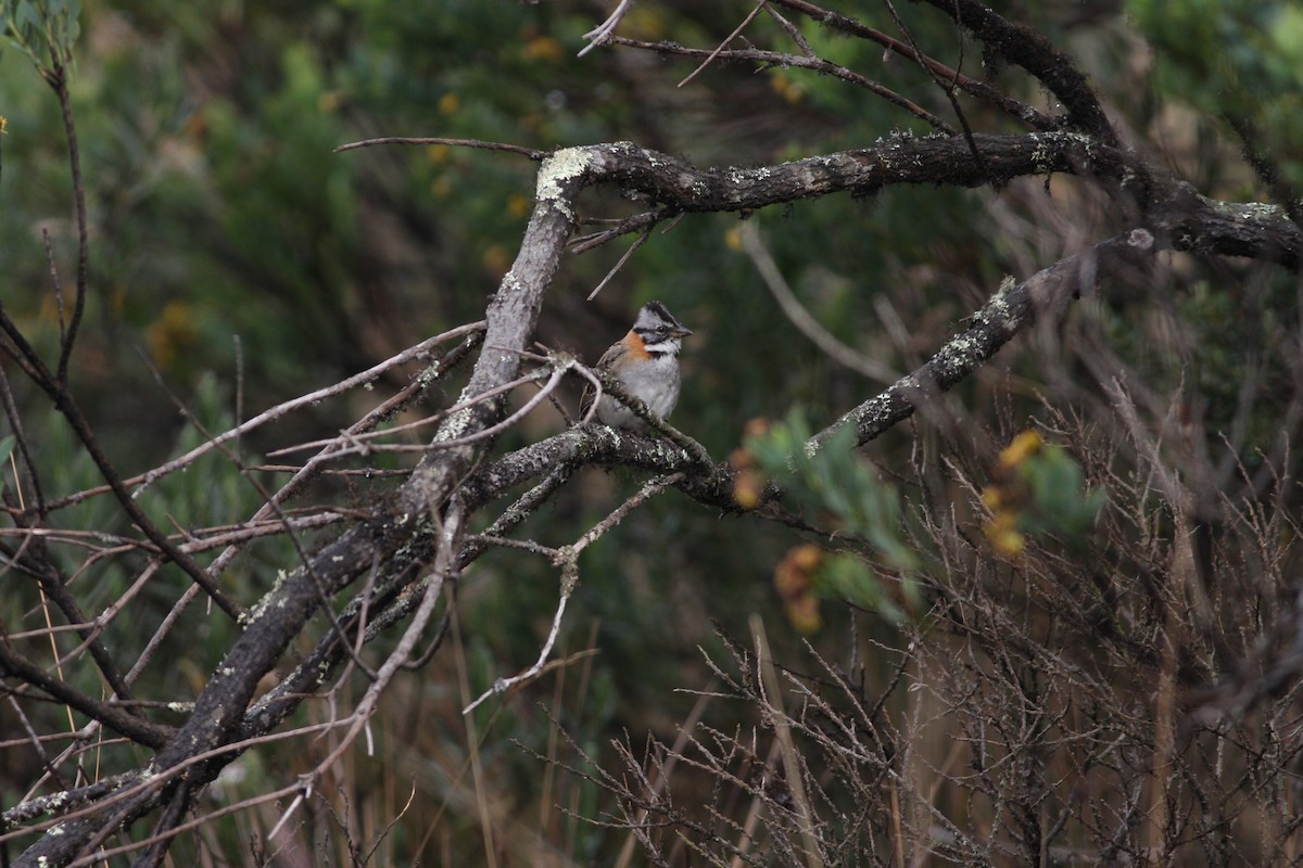 Rufous-collared Sparrow - Nate Swick