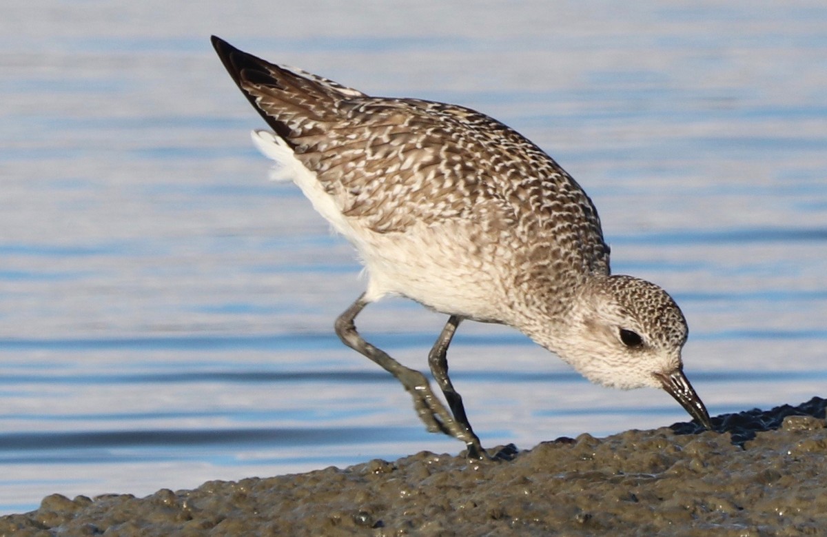 Black-bellied Plover - Chris Overington