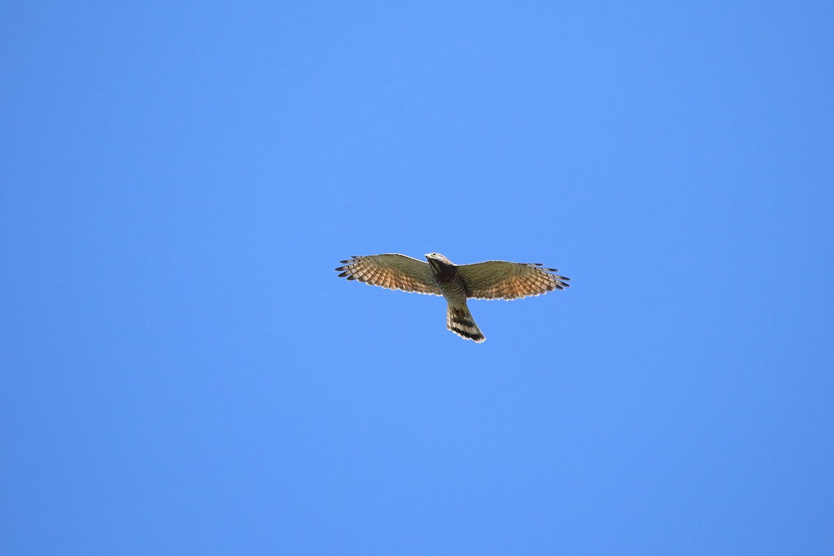 Gray-faced Buzzard - ML384867861