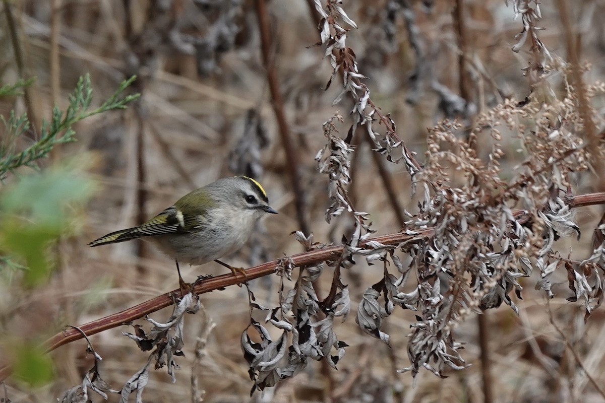 Golden-crowned Kinglet - ML384870191