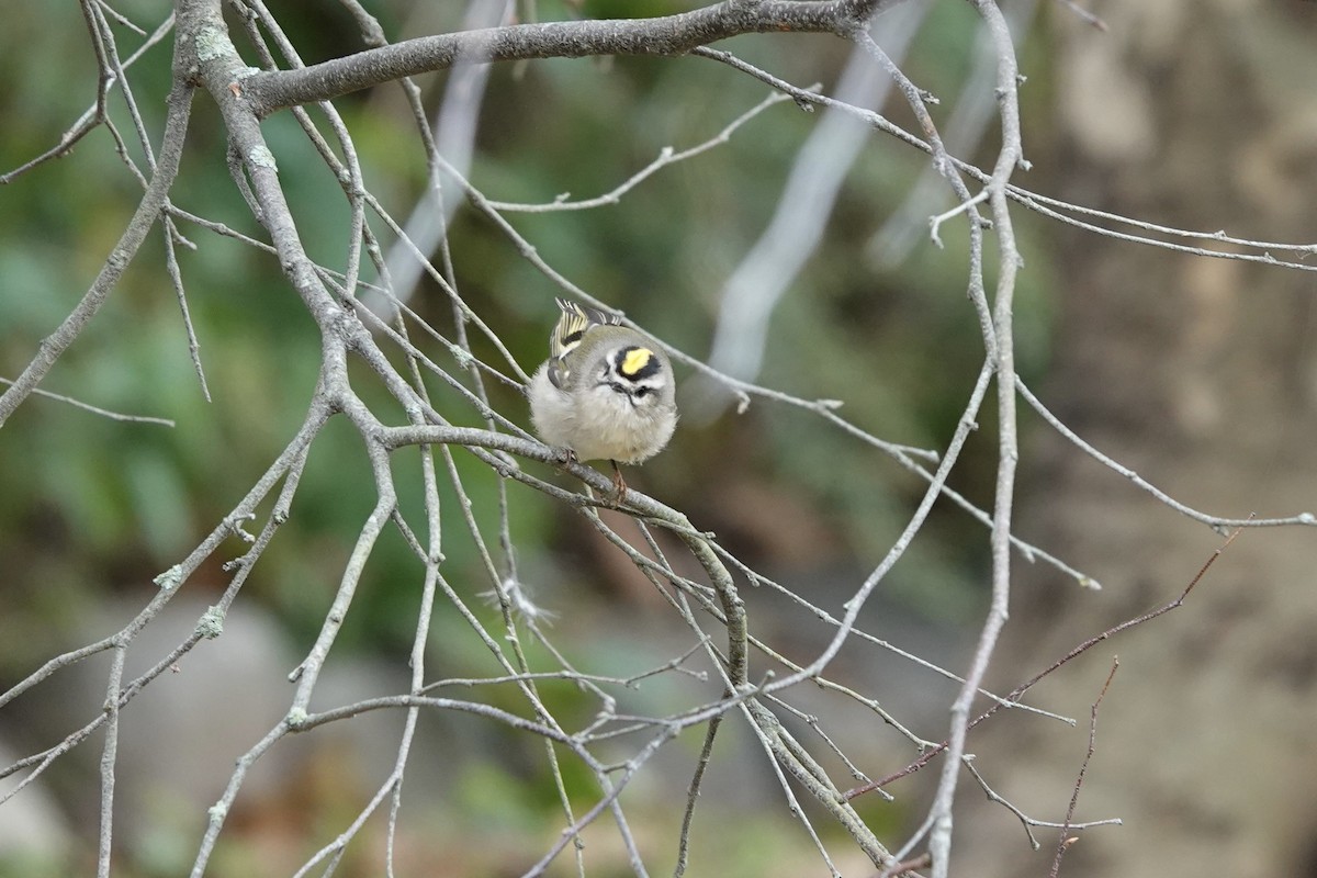 Golden-crowned Kinglet - ML384871051