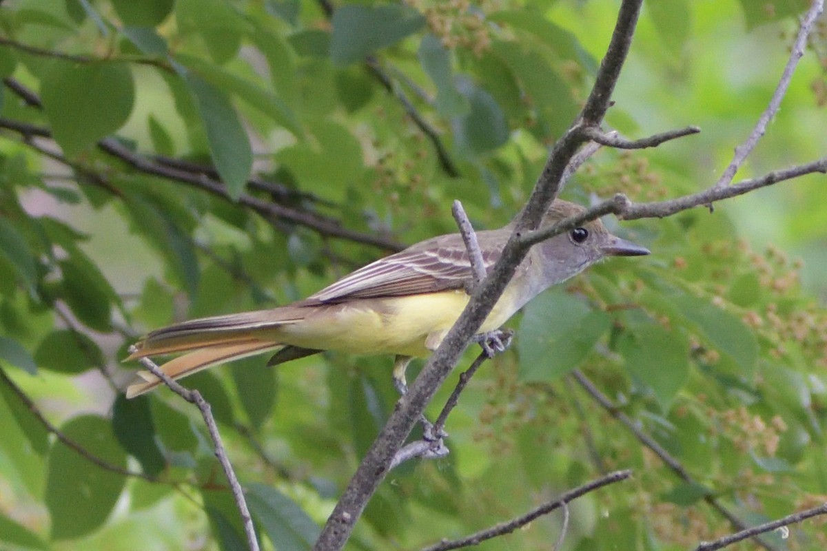 Great Crested Flycatcher - ML384874901