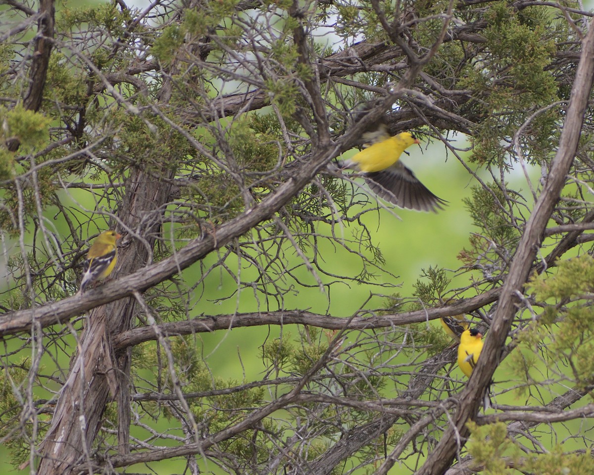 American Goldfinch - ML384875021