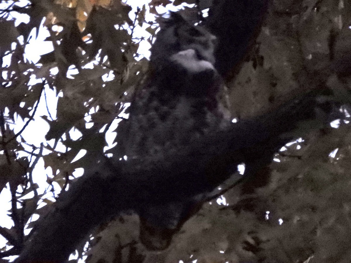 Great Horned Owl - Takayuki Uchida