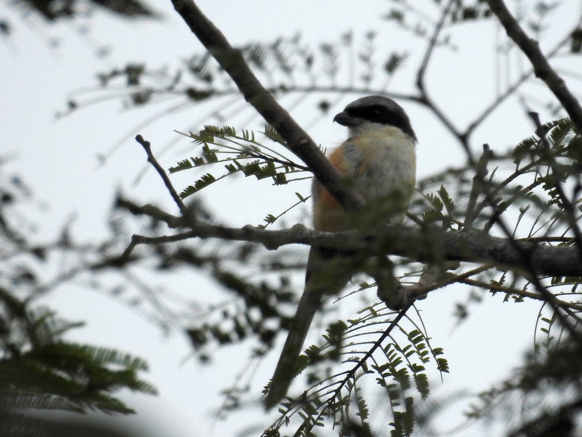 Gray-backed Shrike - ML38487671