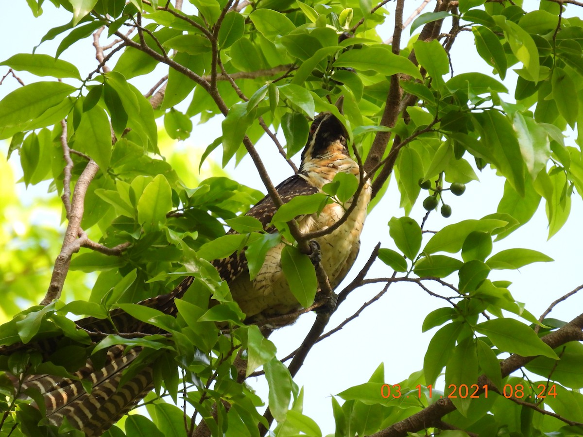 Pacific Koel (Australian) - ML384876841